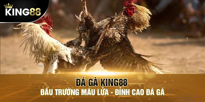 Thử sức cùng bộ môn đá gà trực tuyến